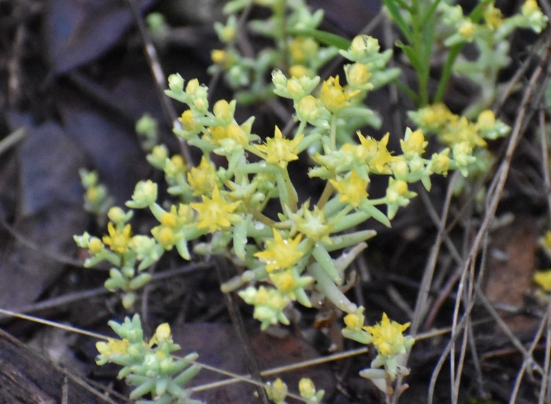 Yellow Stonecrop photo 4