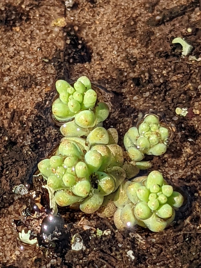 Yellow Stonecrop photo 5