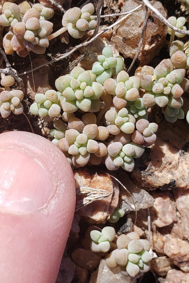 Yellow Stonecrop photo 6