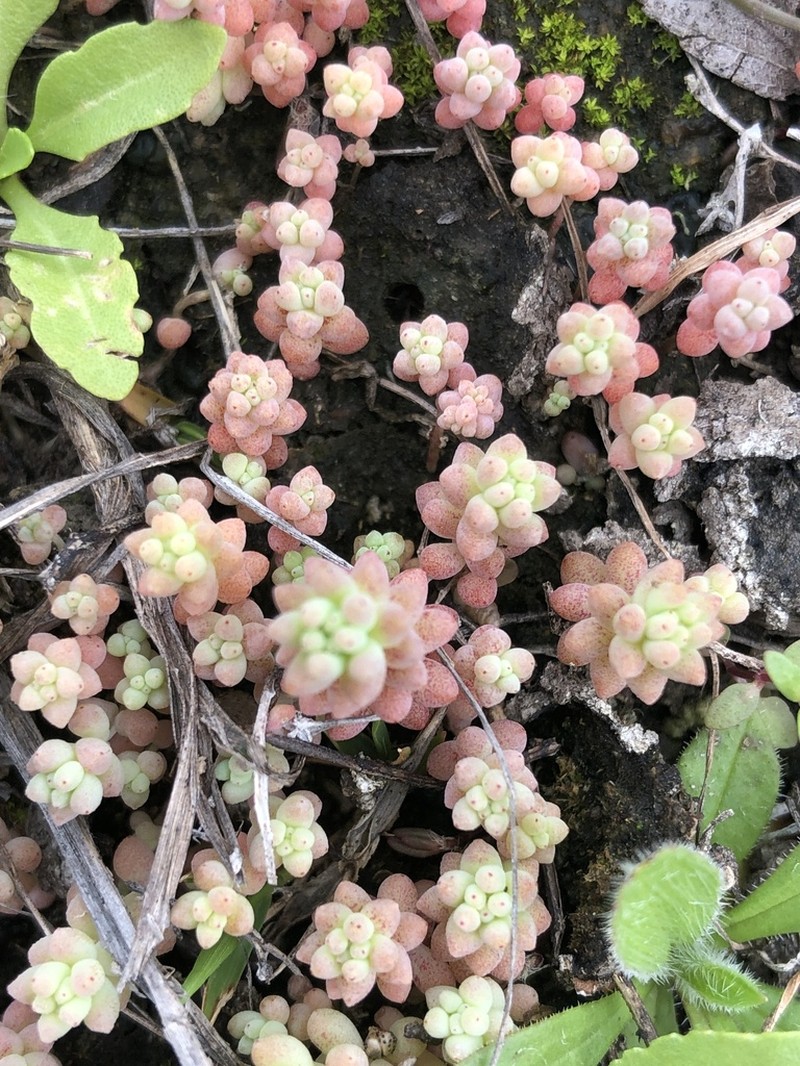 Yellow Stonecrop photo 7
