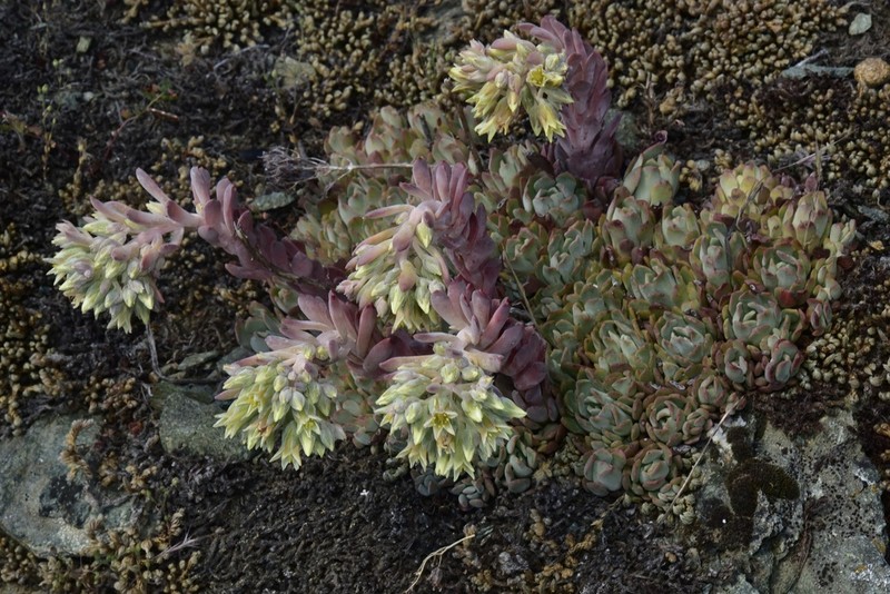 Oblongleaf Stonecrop