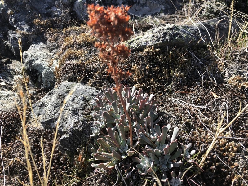 Oblongleaf Stonecrop photo 2