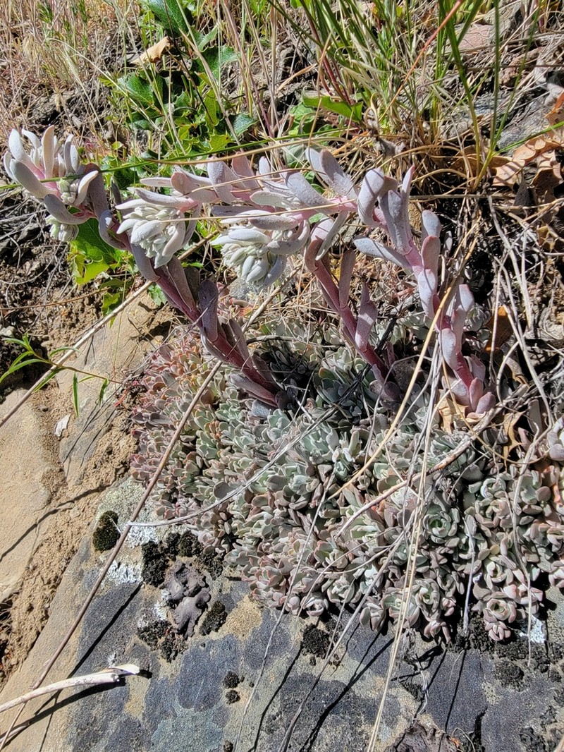 Oblongleaf Stonecrop photo 3