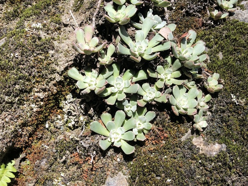 Oblongleaf Stonecrop photo 4