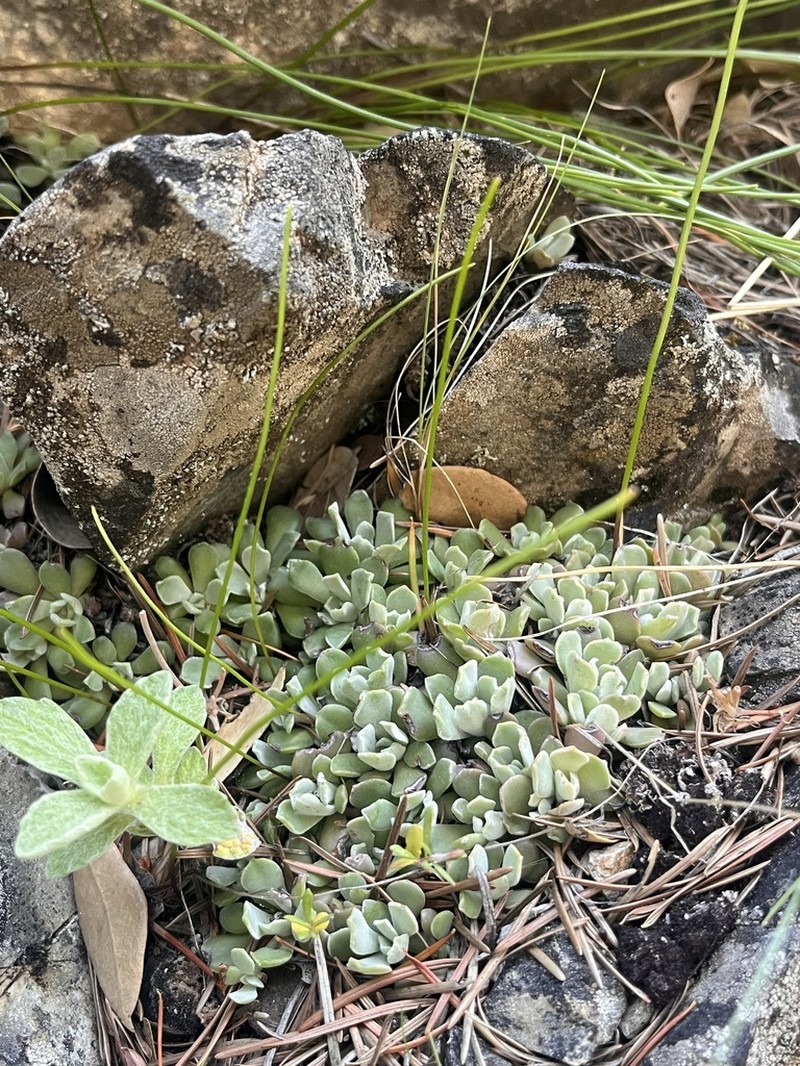 Oblongleaf Stonecrop photo 5