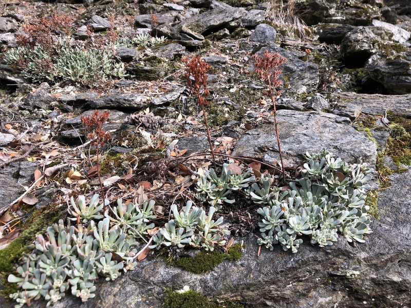Oblongleaf Stonecrop photo 6