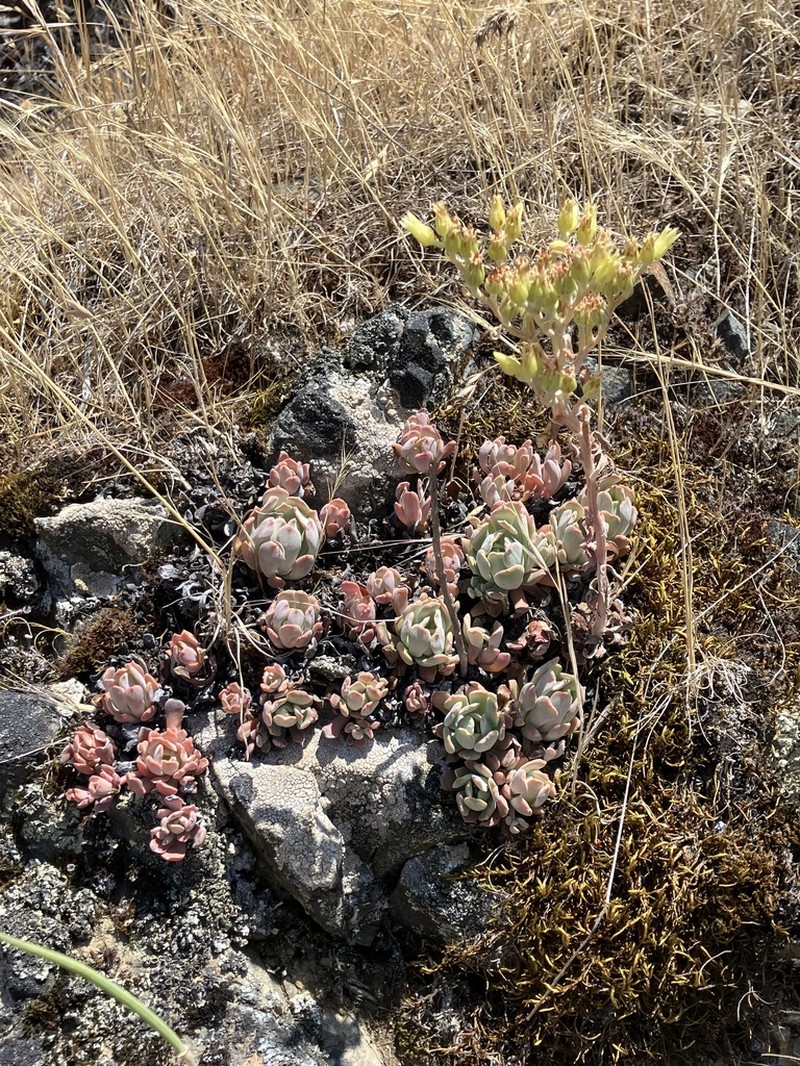 Oblongleaf Stonecrop photo 7