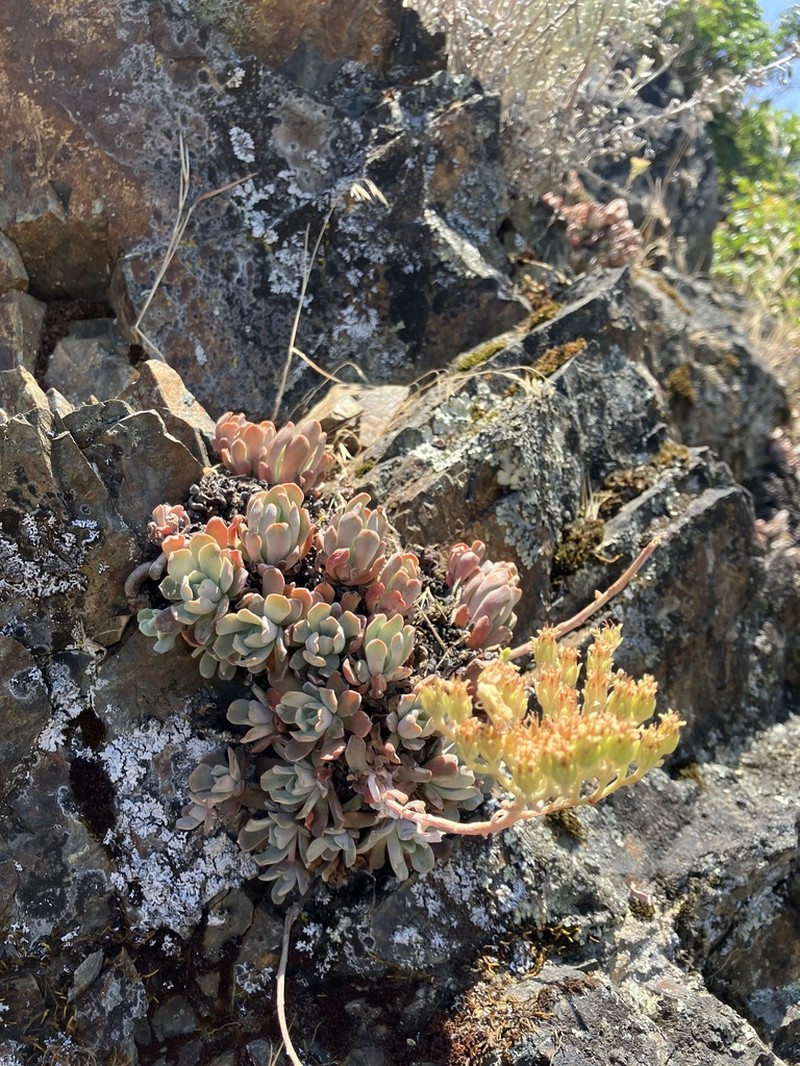 Oblongleaf Stonecrop photo 8