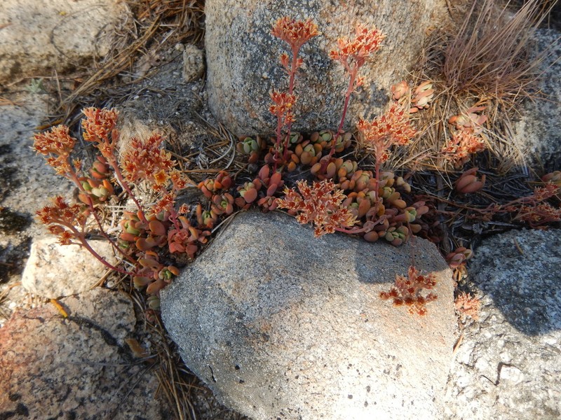 Sierra Stonecrop photo 2