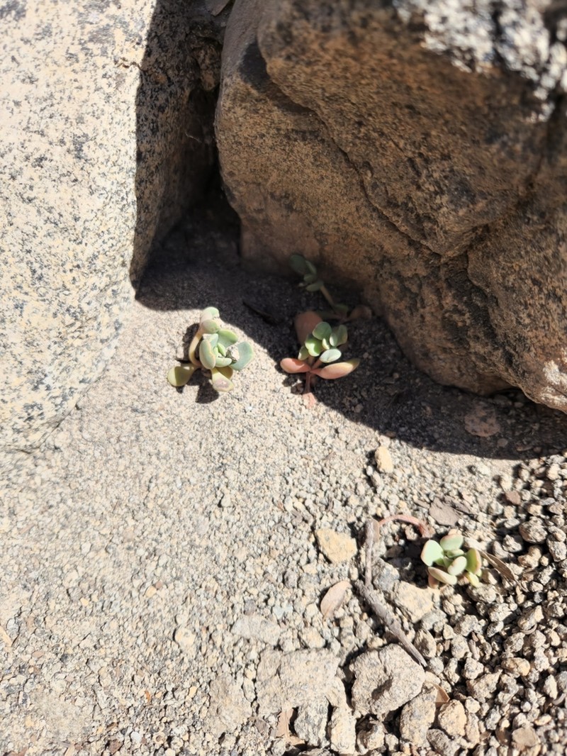 Sierra Stonecrop photo 3