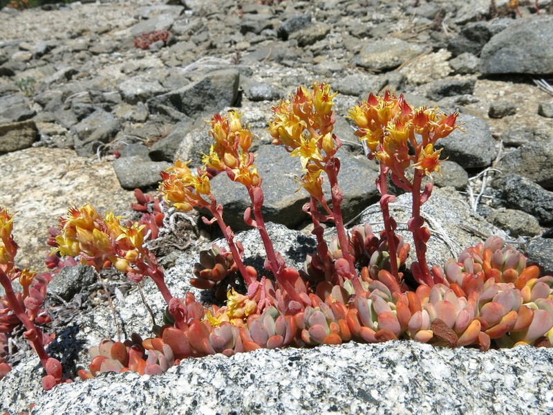 Sierra Stonecrop photo 4