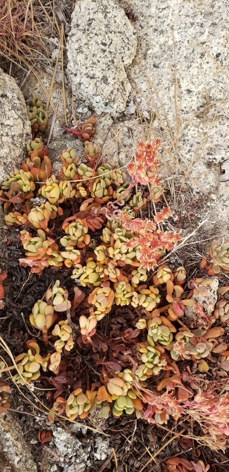 Sierra Stonecrop photo 5