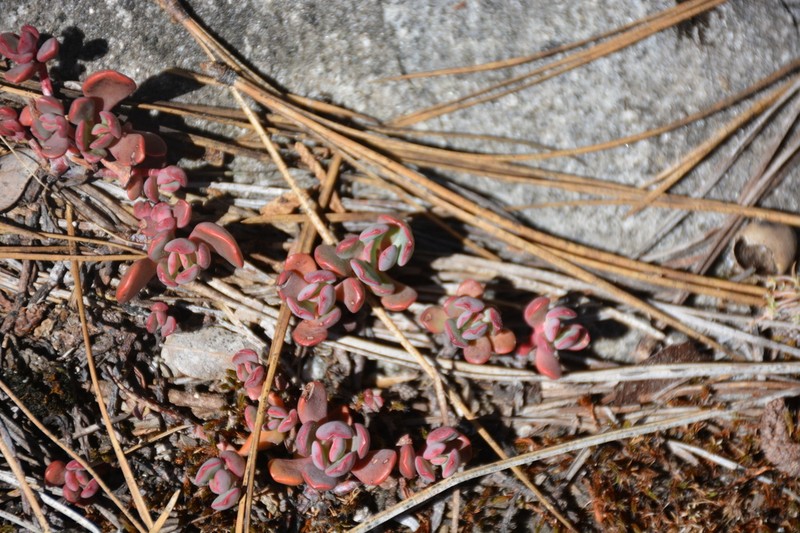 Sierra Stonecrop photo 6