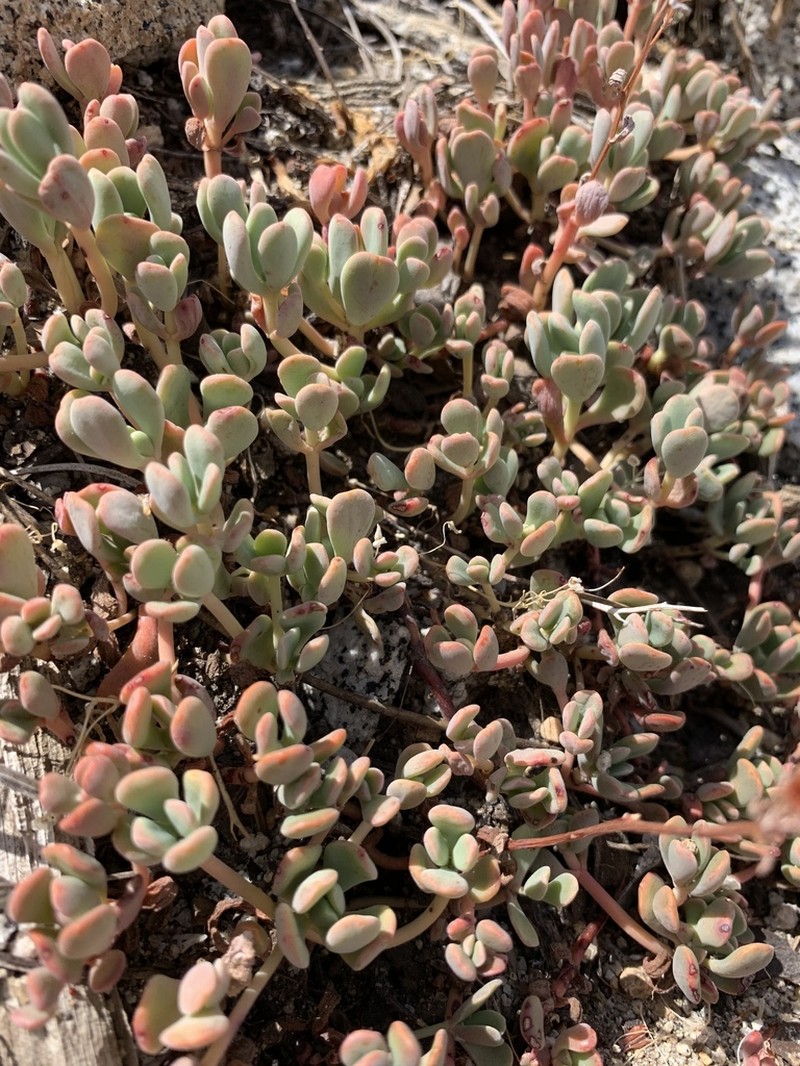 Sierra Stonecrop photo 7
