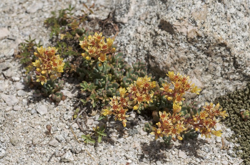 Sierra Stonecrop