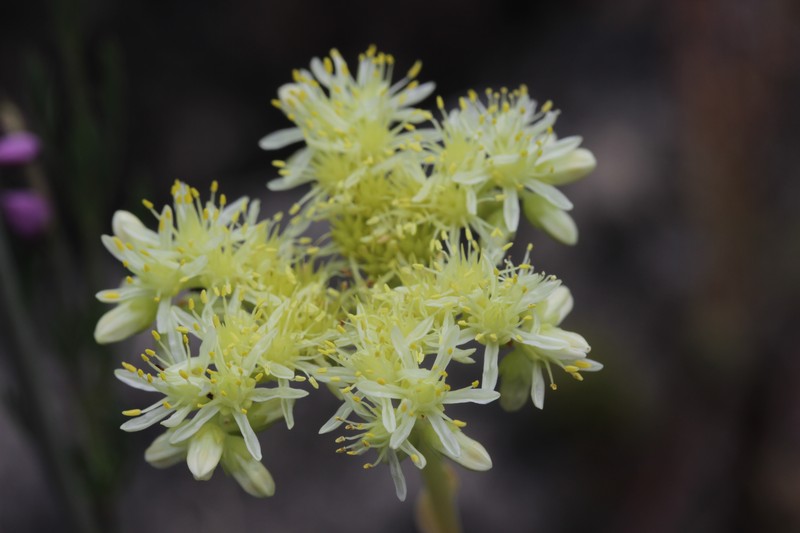 European Stonecrop photo 2