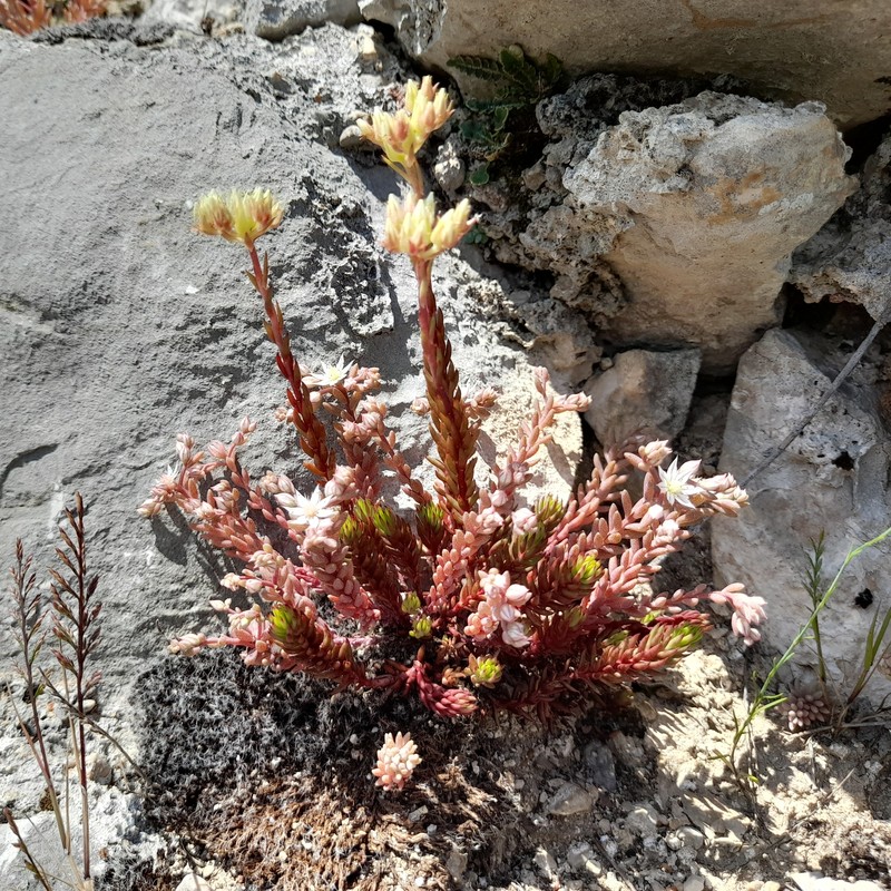 European Stonecrop photo 3