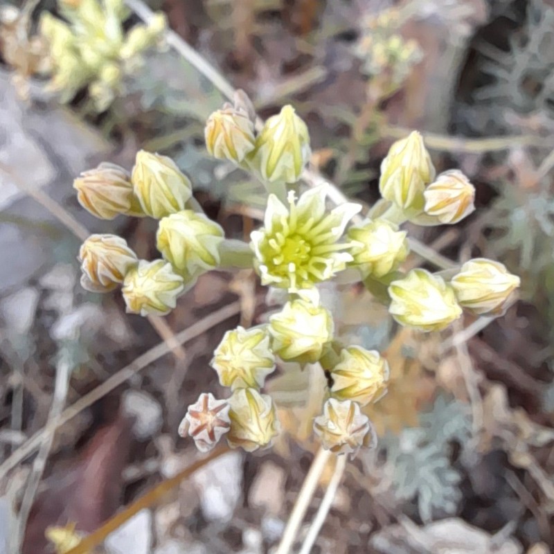 European Stonecrop photo 4