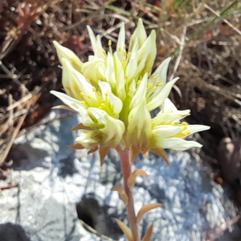 European Stonecrop photo 5