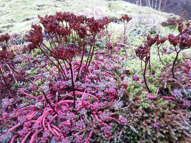 Oregon Stonecrop photo 2