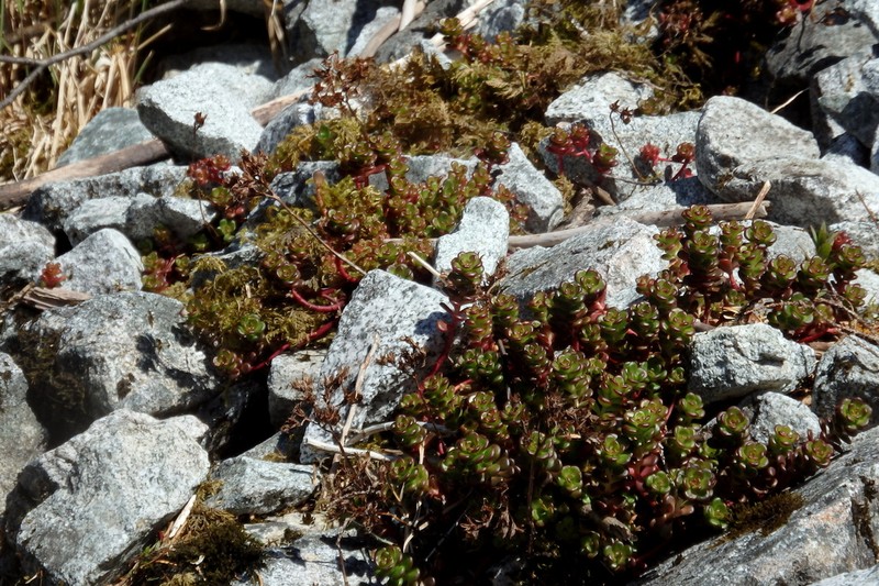 Oregon Stonecrop photo 3