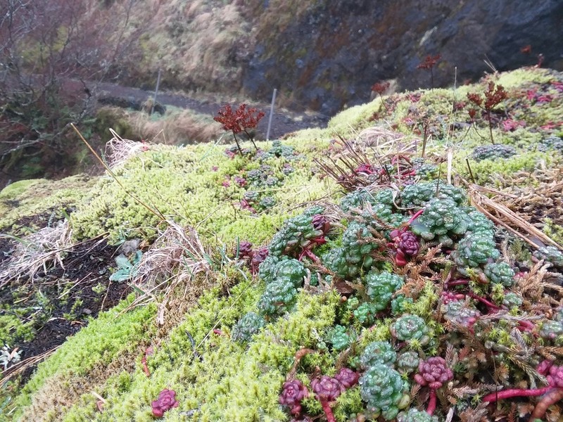 Oregon Stonecrop photo 4
