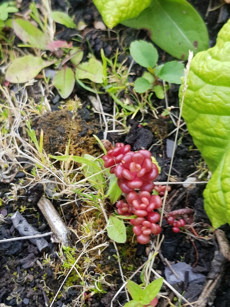 Oregon Stonecrop photo 5