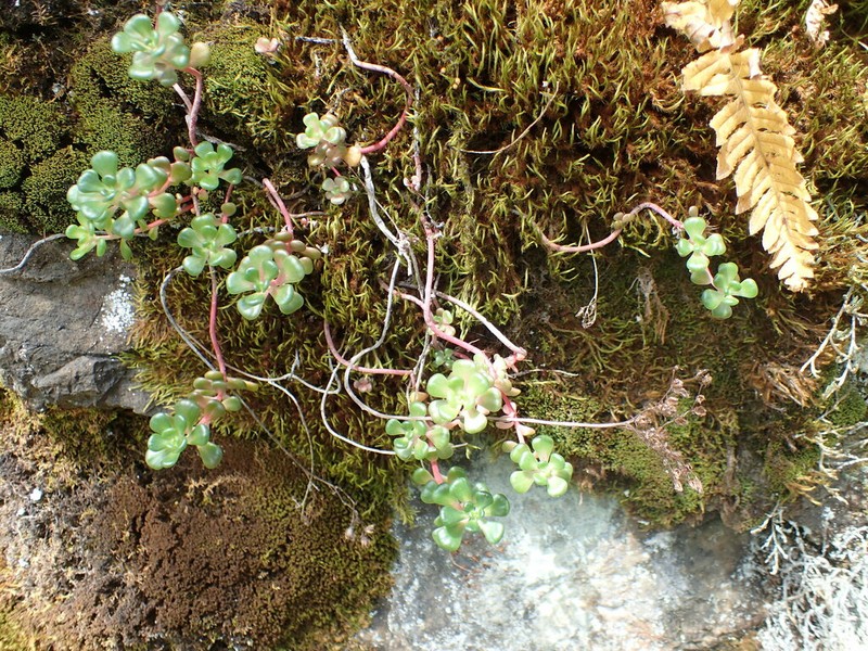 Oregon Stonecrop photo 6