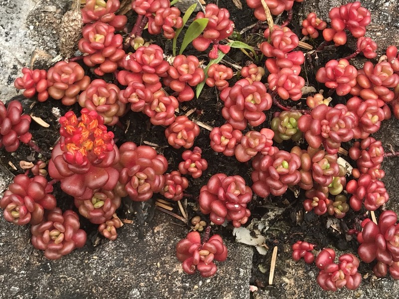 Oregon Stonecrop photo 7
