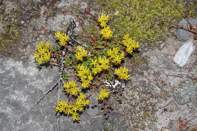 Oregon Stonecrop