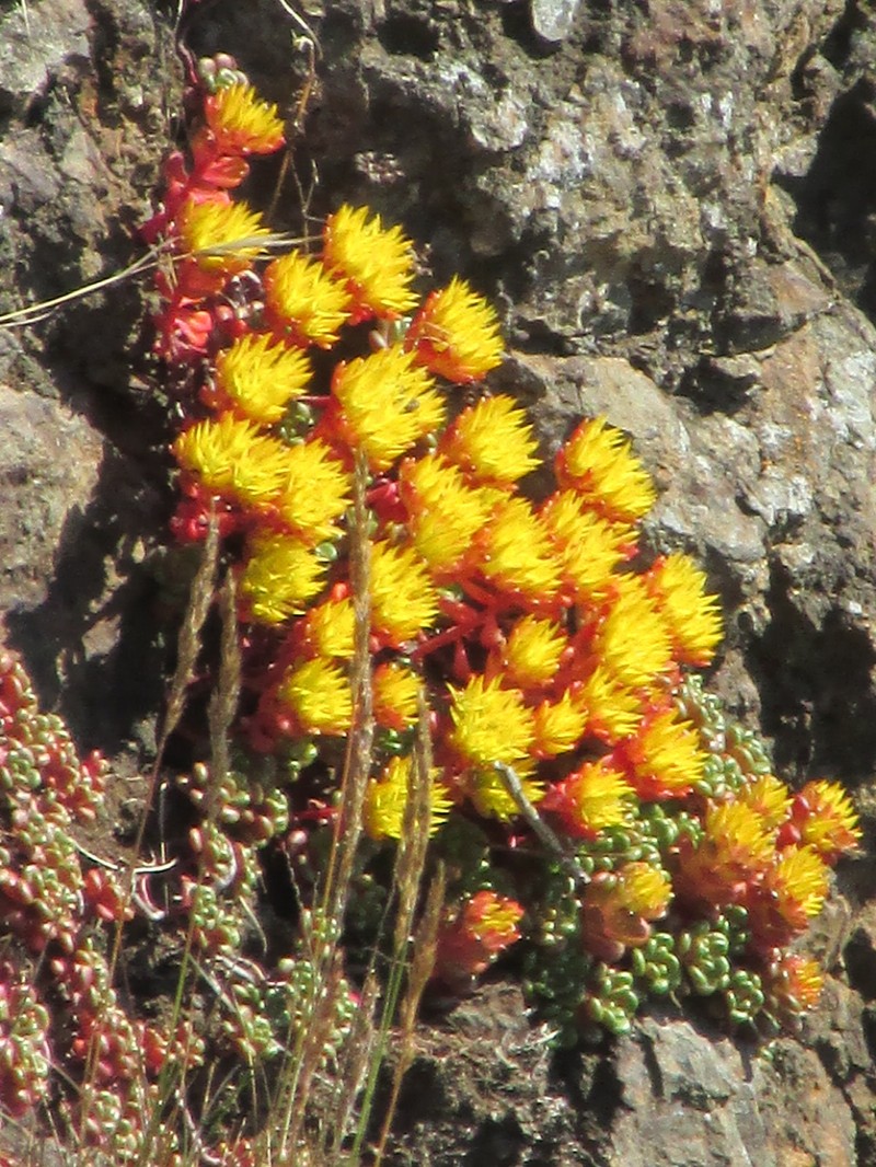 Sedum oreganum var. oreganum