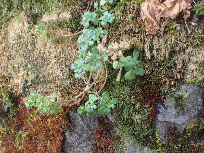 Sedum oreganum var. oreganum photo 2