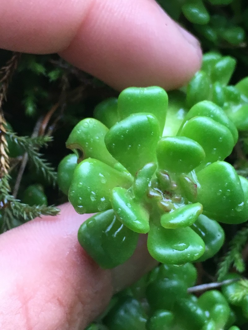 Sedum oreganum var. oreganum photo 3