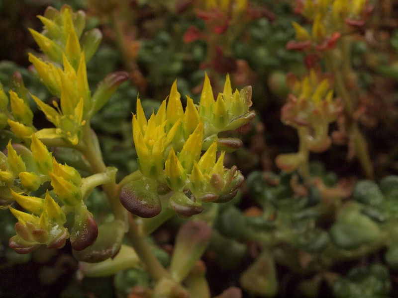 Sedum oreganum var. oreganum photo 4