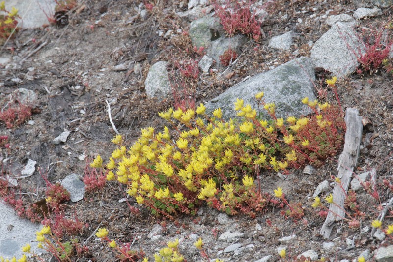 Sedum oreganum var. tenue