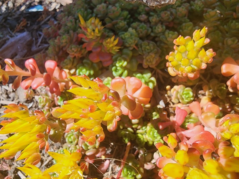 Sedum oreganum var. tenue photo 2