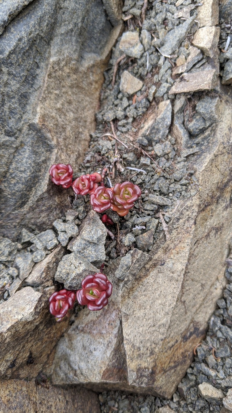 Sedum oreganum var. tenue photo 3