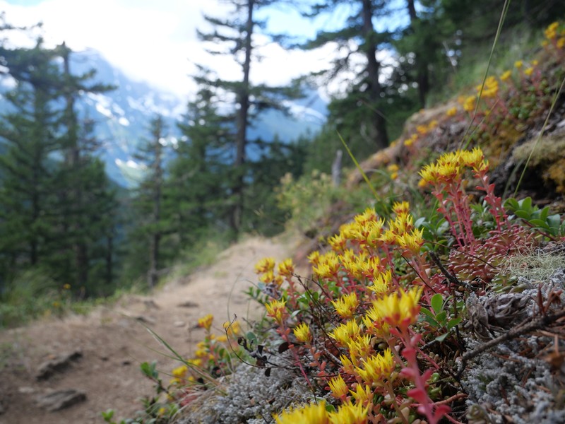 Sedum oreganum var. tenue photo 4