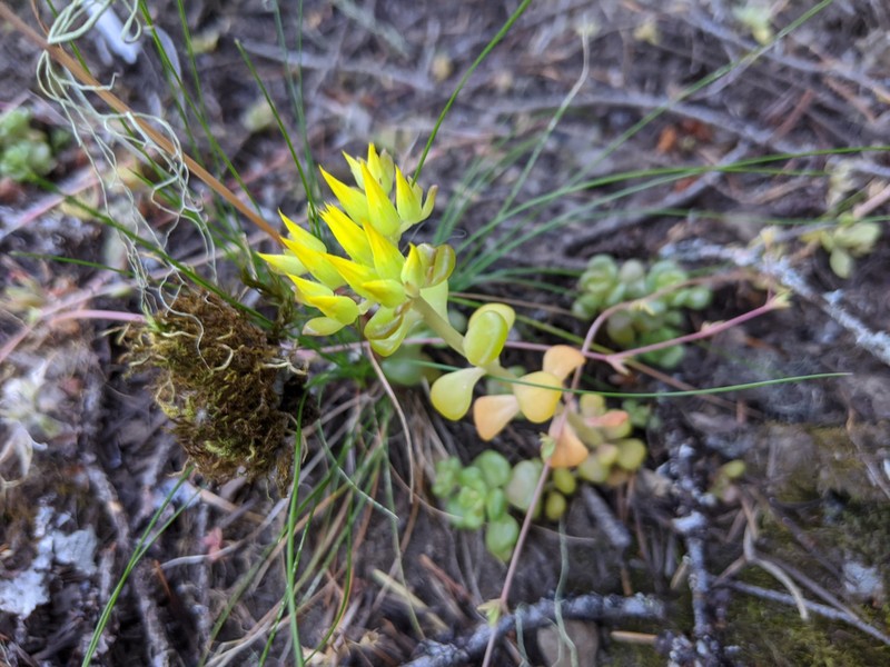 Sedum oreganum var. tenue photo 5