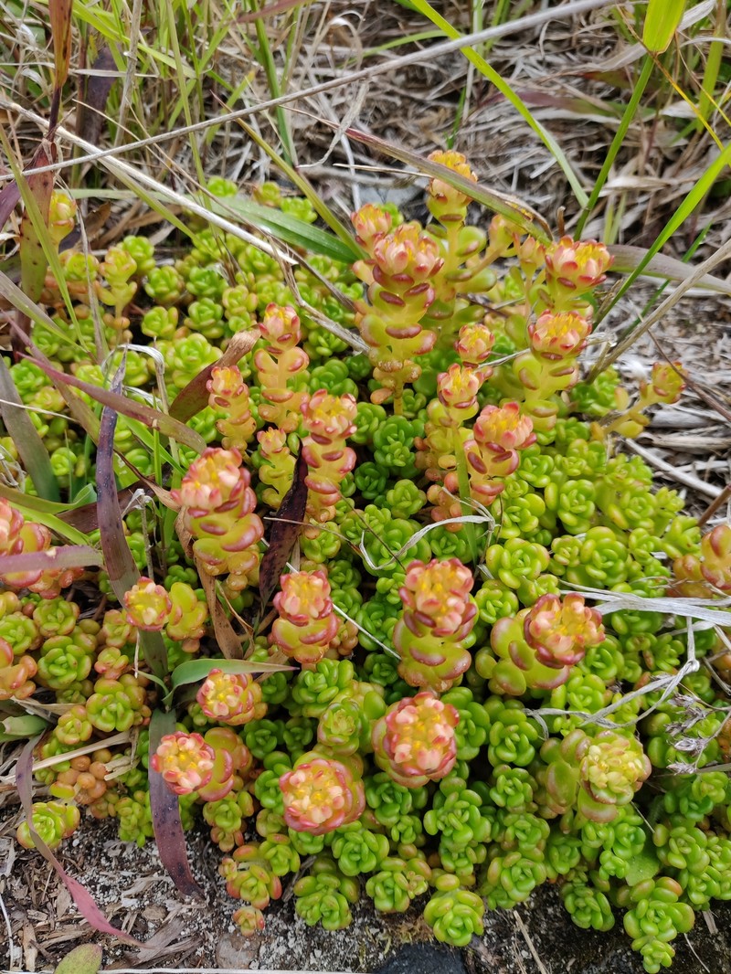 Sedum oreganum var. tenue photo 6