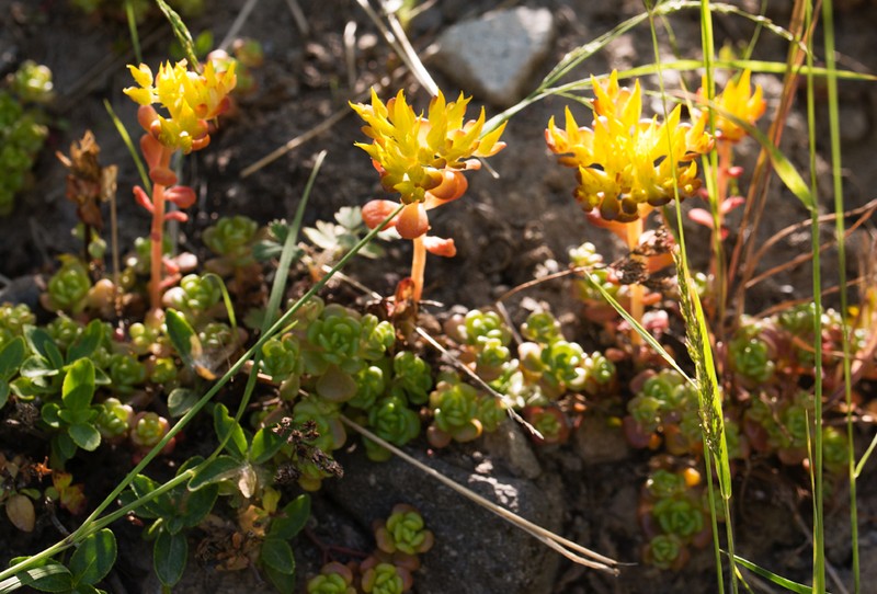 Sedum oreganum var. tenue photo 7