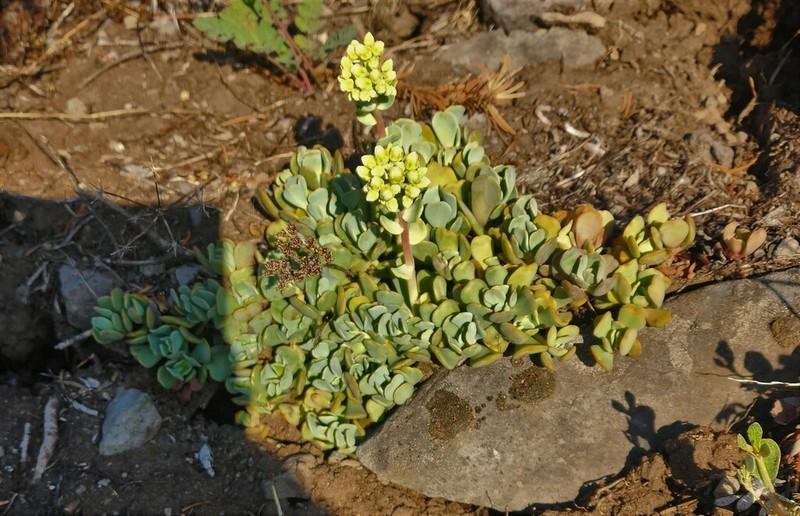 Cream Stonecrop photo 5