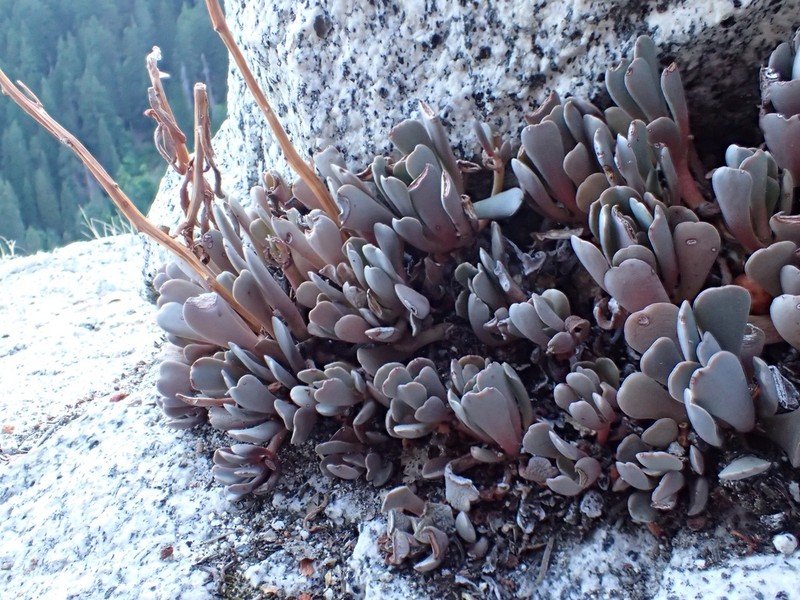 Cream Stonecrop photo 6
