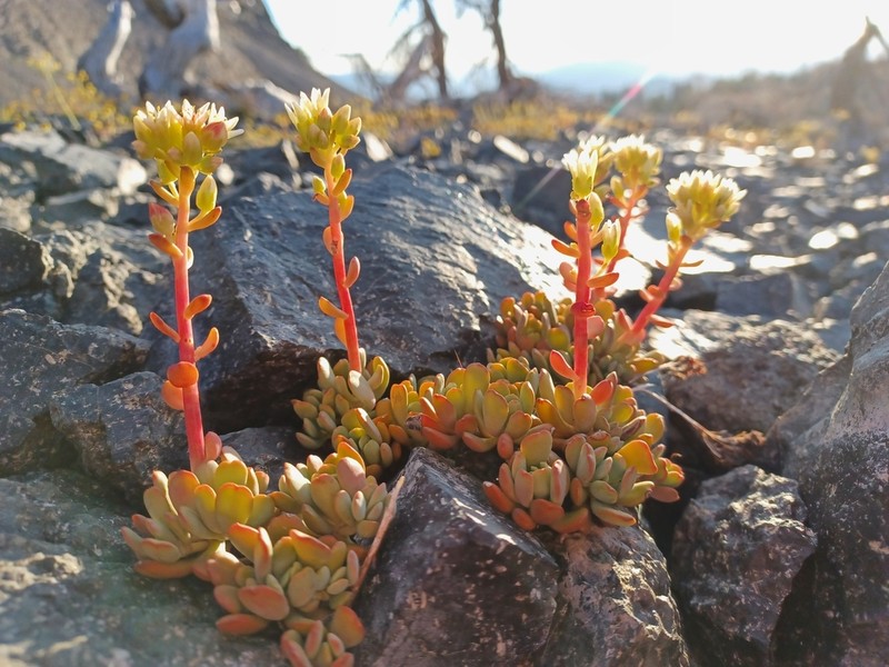 Cream Stonecrop photo 7