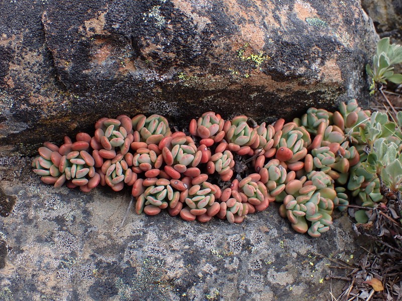 Cream Stonecrop photo 8