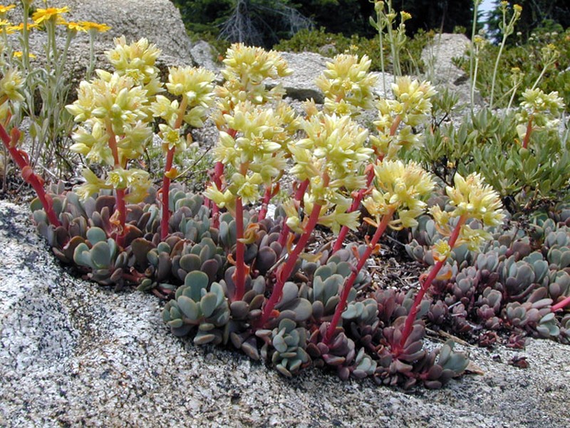 Cream Stonecrop