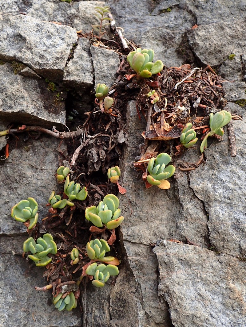 Cream Stonecrop photo 2