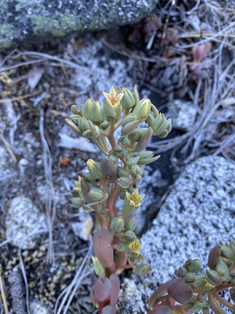 Canyon Creek Stonecrop