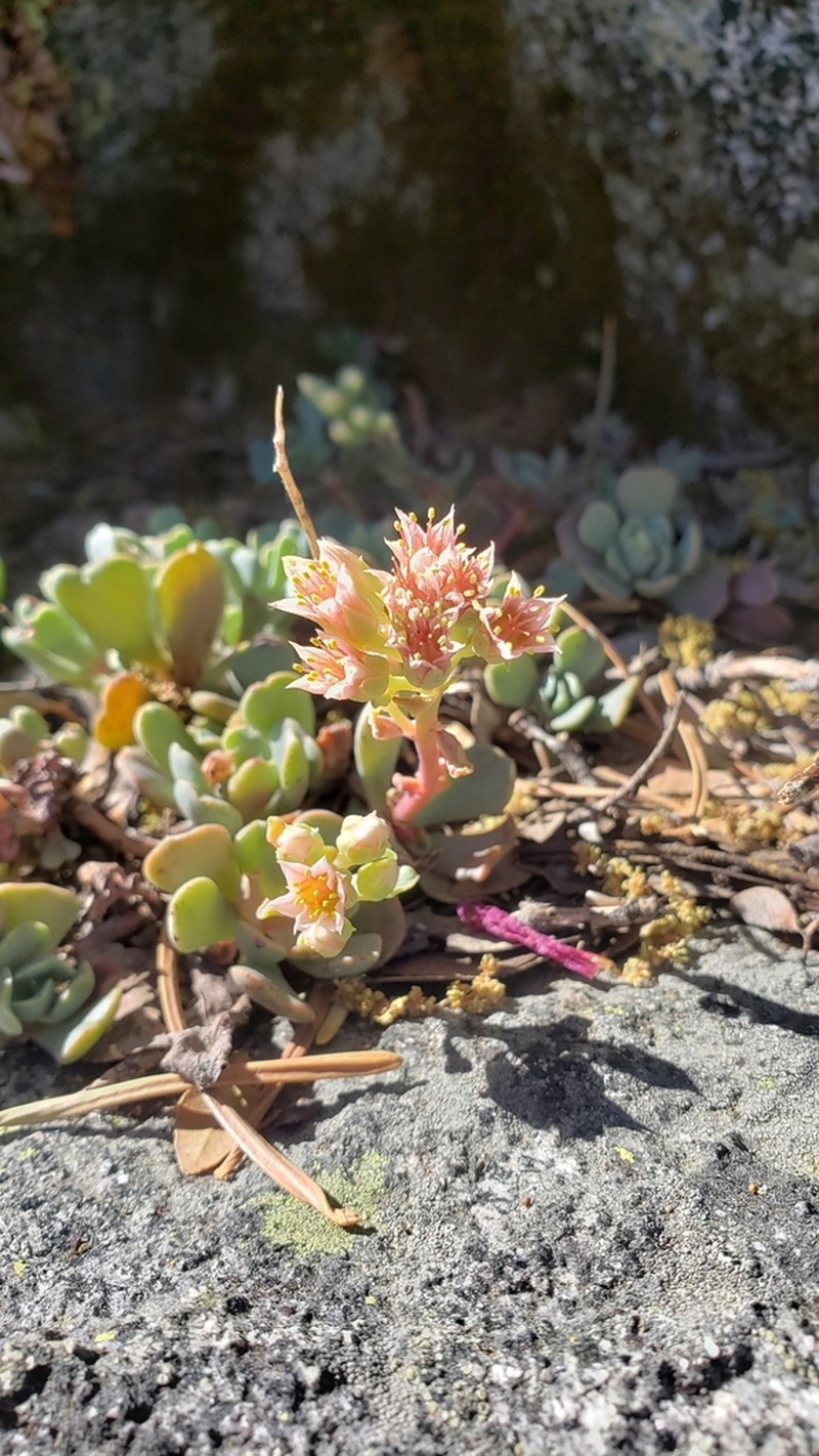 Canyon Creek Stonecrop photo 2
