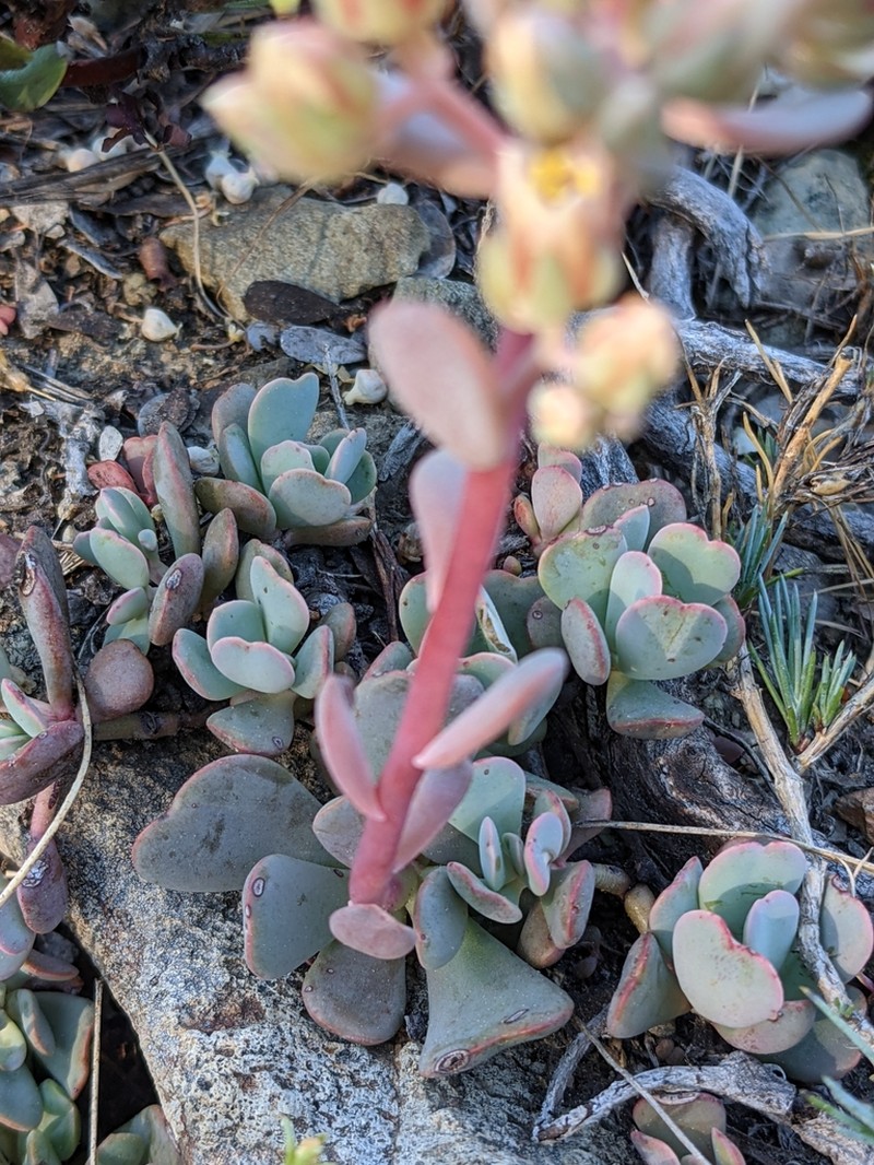 Canyon Creek Stonecrop photo 3